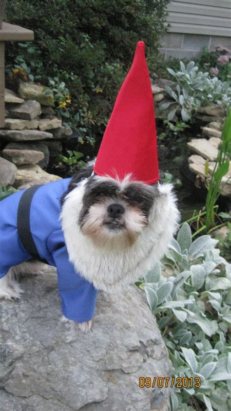 Traveling Gnome Medium Dog Halloween Costume 2999 Via Etsy Dog