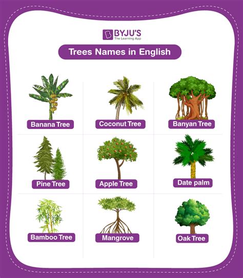 Different Types Of Trees And Their Names