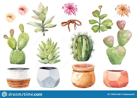 Watercolor Collection Cactus Cacti And Succulents In Pots