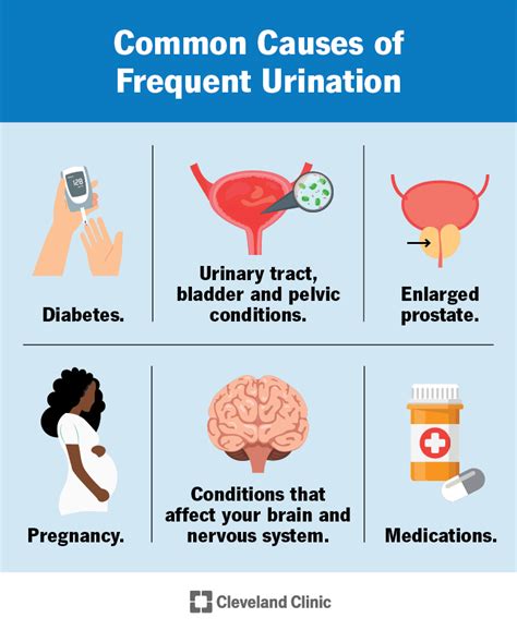 Frequent Urination Causes What It Means And How To Stop