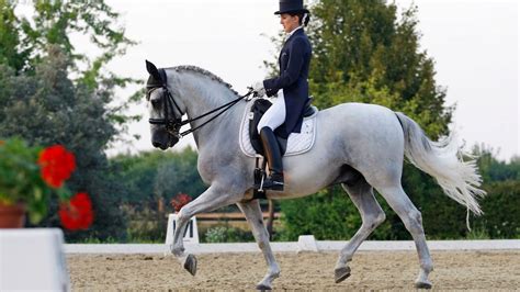How Are Horses Trained For Dressage An Interactive Guide