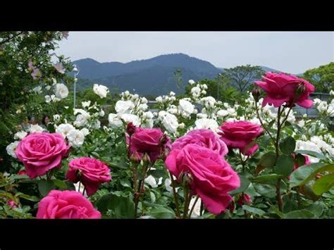 Setup your trip planning widget for best results, use the customized trip planning widget for japanese rose garden on your website.it has all the. The rose garden of Kayoichou Park, Japan - 4K garden rose ...