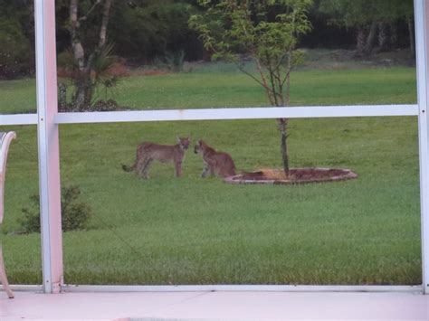 Fwc Reports More Public Sightings Of Florida Panthers Space Coast Daily