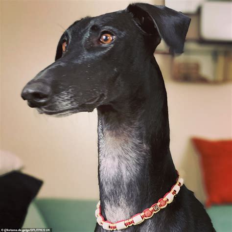 Lisas World The Greyhound Who Always Wins By A Neck Dog Looks More