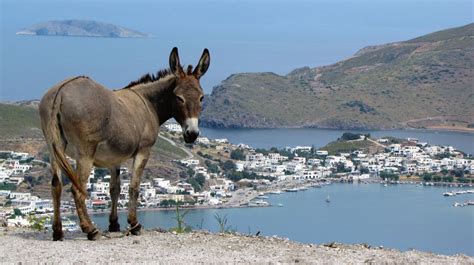 An Ode To The Greek Donkey Photos Animation