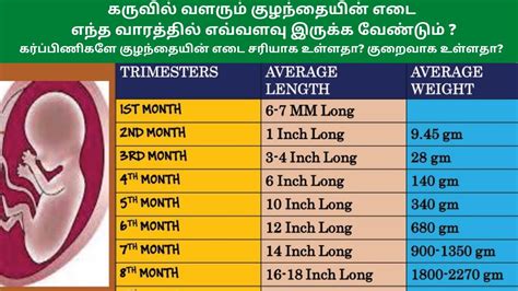 Baby Weight During Pregnancy Chart In Kg Fetal Development Month By