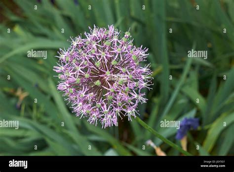 Allium Giganteum Flower Stock Photo Alamy