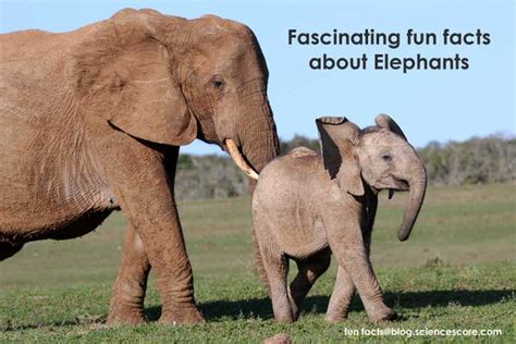 Fascinating Fun Facts About Elephants Facts For Everyday Life