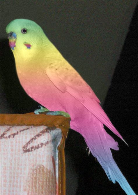 Rare Colors Of Parakeets Filiberta De Luca