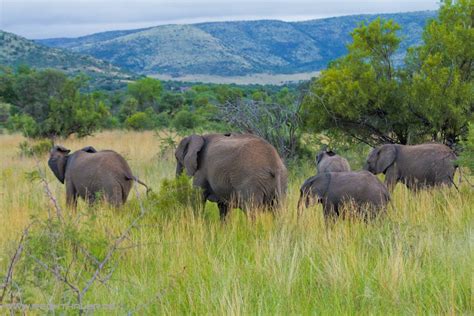 Eine walking safari ist etwas besonderes. Südafrika Safari-Tour