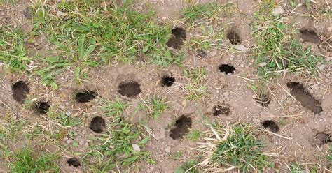 What Animal Is Digging Holes In My Yard 9 Animals Giy Plants