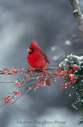 In the winter months, northern cardinals forego their territorial ways and congregate together to form flocks. Male northern cardinal bird in winter snow storm on branch ...