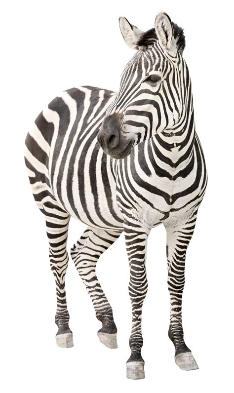 Zebra Clip Art Transparent