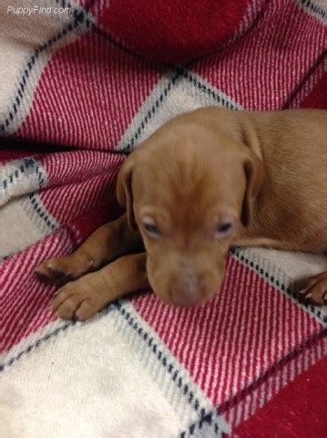 Our vizslas are some of the most competitive field trial vizslas in the country. Vizsla puppy dog for sale in willis, Michigan