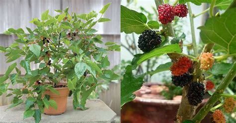 Growing Mulberry In Containers How To Grow Mulberry Tree In A Pot
