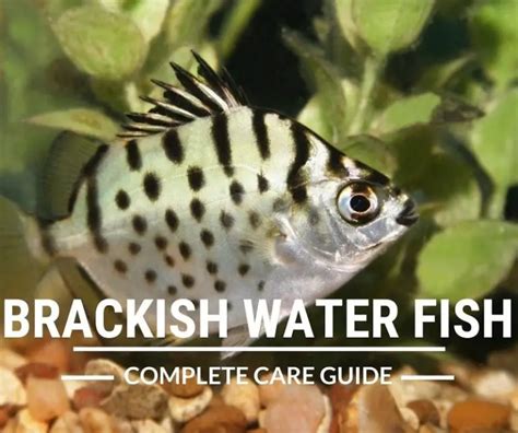 Brackish Water Fish A Complete Care Guide Fishkeeping World