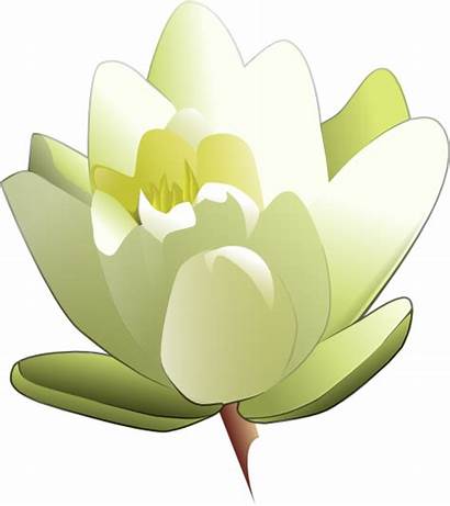 Water Lily Clipart Floral Cartoon Flowers