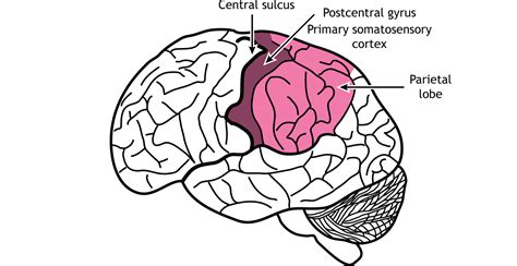 External Brain Anatomy Foundations Of Neuroscience