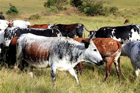 Iconic Nguni Cattle At Tillietudlem Game And Trout Lodge Midlands