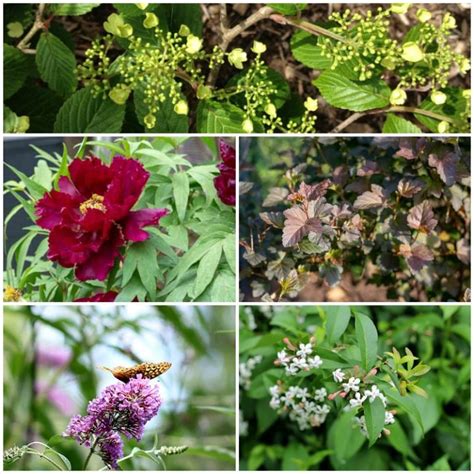 Easy To Grow Shrubs 5 Must Haves For The Garden Hearth And Vine