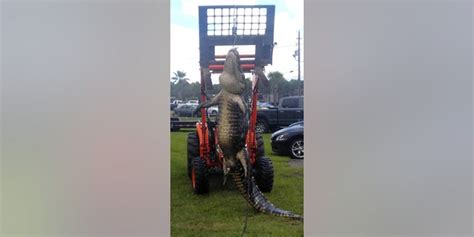 Florida Men Pull In Massive 750 Pound Alligator ‘more Scared Than We