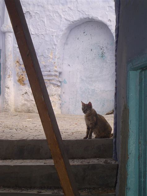 Moroccan Cat Chefchaouen Cats Felidae Cat Life