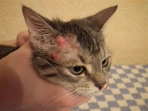 Ringworm Ear Edge Dermatitis In Cats