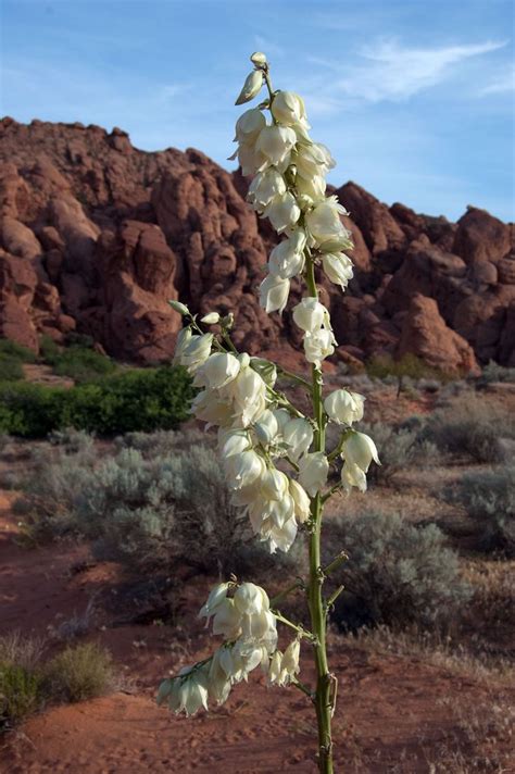 Wildflowers In Southern Utah Wild Flowers Desert Flowers Utah Desert