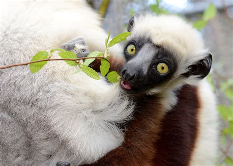 The Surprising Reason Why Some Lemurs May Be More Sensitive To Forest Loss