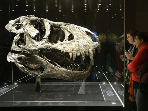 Brachiopods are among the most common fossils in indiana rocks. The Largest T. Rex Skull Was Found In Hell Creek, Montana ...