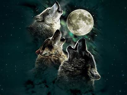 Wolf Wolves Stars Moon Howling Night Wallpapers