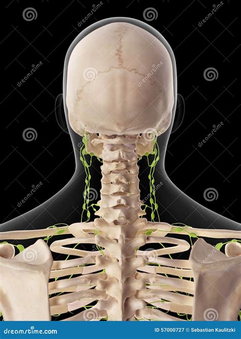 Les Ganglions Lymphatiques Cervicaux Illustration Stock Illustration