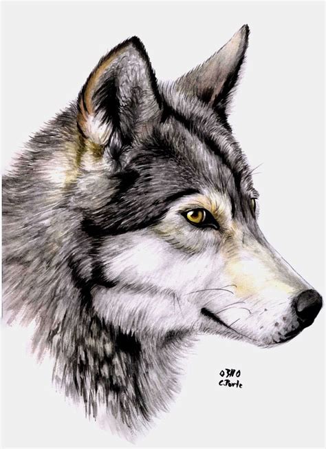 Wolf Profile Watercolor Wolf Wolf Painting Wolf Face Drawing