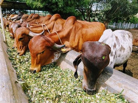 That was the year when karnataka samyukta ranga (karnataka united front) was formed to bring together all kannada organisations. Gau ma. Gaushala in Karnataka state, India | Horses, Dairy farms, Animals