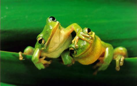 Maybe you would like to learn more about one of these? These 7 World's Cutest Frogs Will Make You Jump With Joy ...