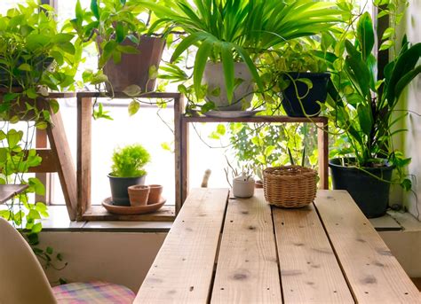 Indoor Garden Tips From Pros Bob Vila