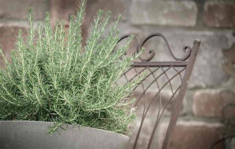 Growing Organic Rosemary In Containers And Pots Gardening Tips