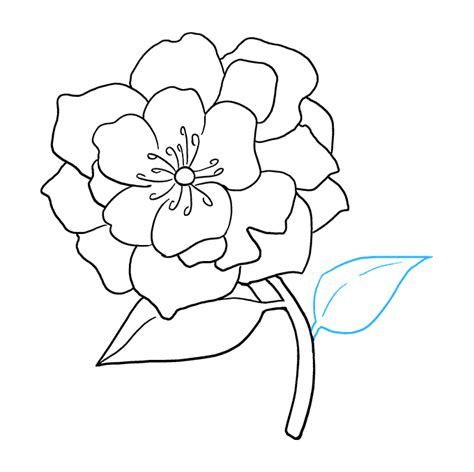 Peony clipart simple, Peony simple Transparent FREE for ...