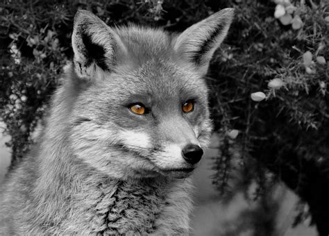 Wallpaper Wildlife Black And White Red Fox Monochrome Photography