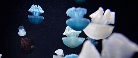 Download Wallpaper 2560x1080 Jellyfish Underwater World Tentacles