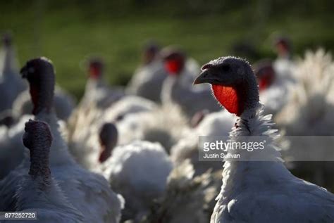 Turkeys Raised On California Farm Photos And Premium High Res Pictures