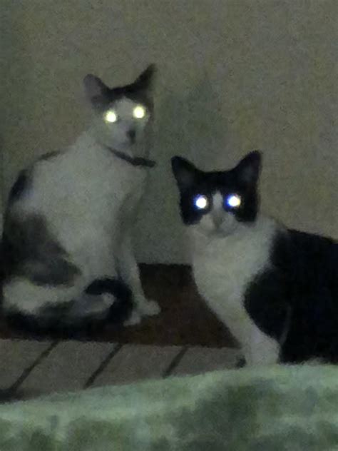 Blurry Picture Of Cats Rblurrypicturesofcats