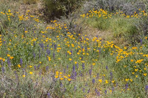 03112019 Wildflowers Bloom2 In Scottsdale Az