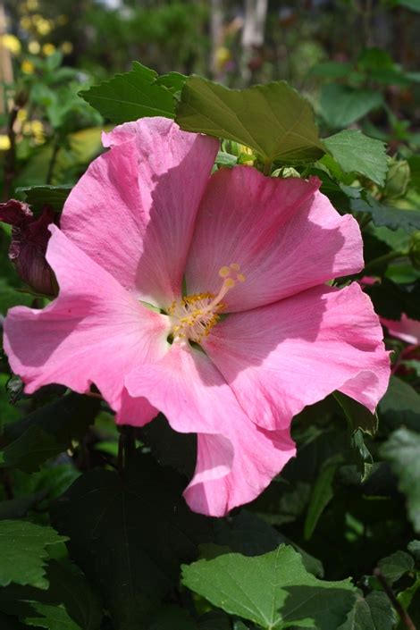 Almost Edens Baby Pink Perennial Hibiscus Everblooming Single Pink