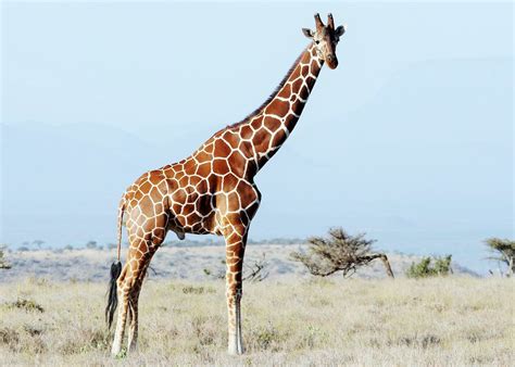 Reticulated Giraffe M Giraffa Camelopardalis Reticulata Flickr