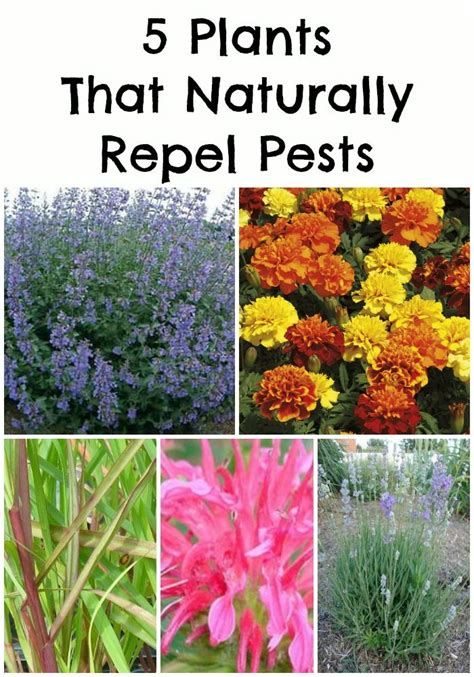 It repels whiteflies, squash bugs, aphids, several beetles, and cabbage loopers. 190 best Garden images on Pinterest | Gardening, Backyard ...