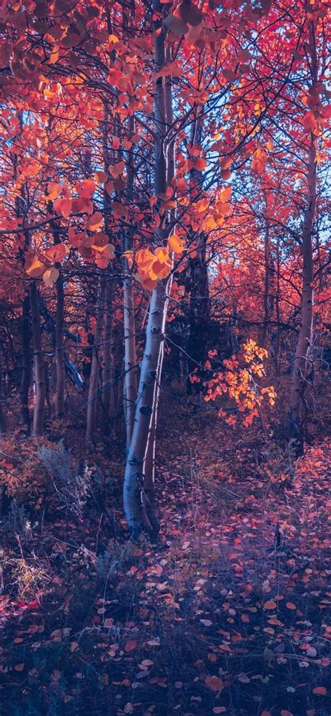 1125x2436 Fall Of Autumn Trees Iphone Xsiphone 10iphone X Hd 4k