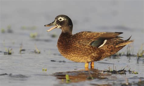 Laysan Duck Endangered Wildlife