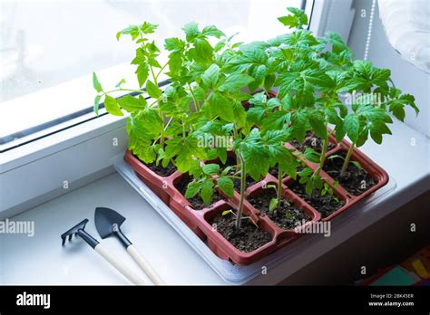 Young Tomato Seedlings In Pots On White Window How To Growing Food At