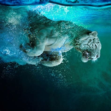 White Tigers Underwater